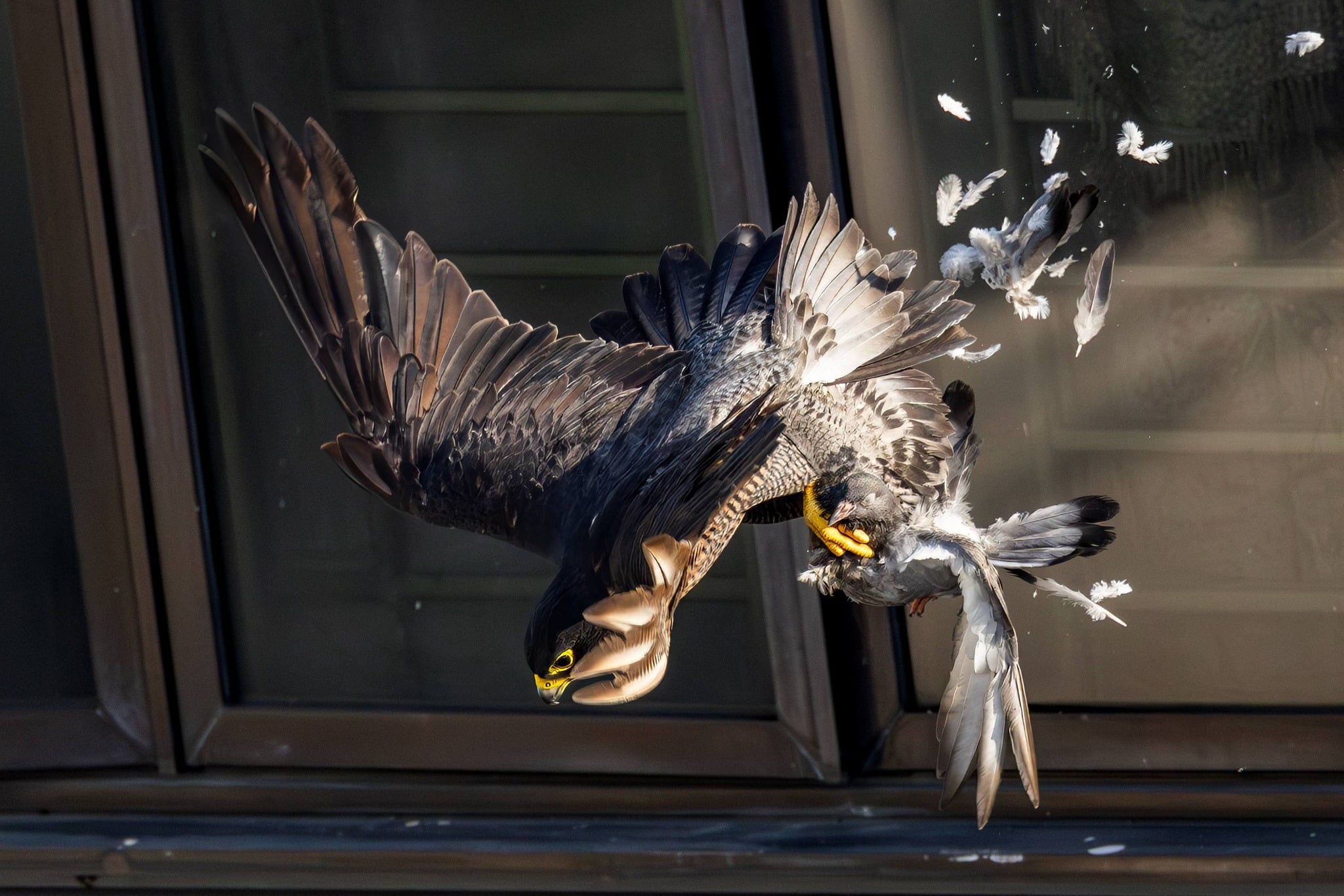 falcon jalan kukoh
