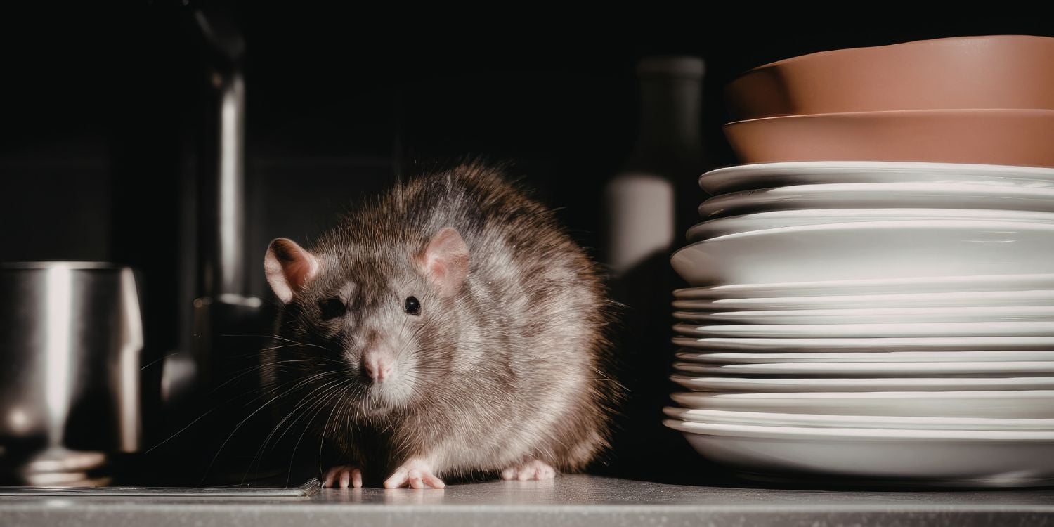 rat in kitchen
