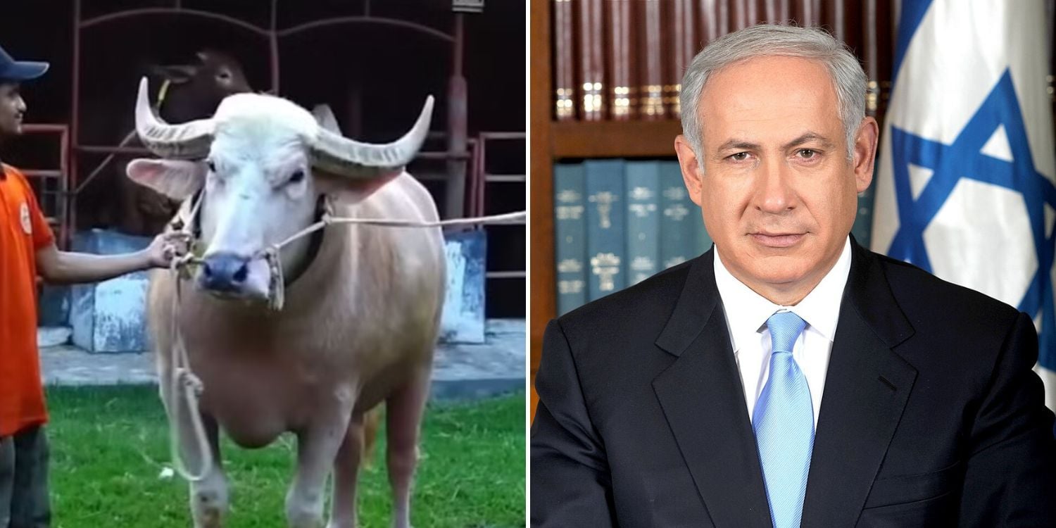 netanyahu bull