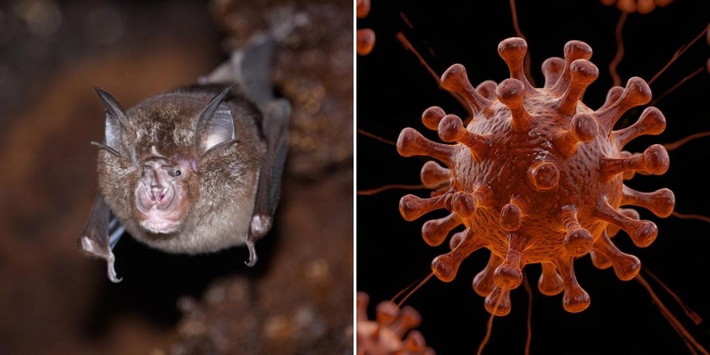 new coronavirus strain bats thailand (1)