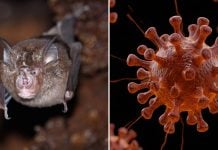 new coronavirus strain bats thailand (1)