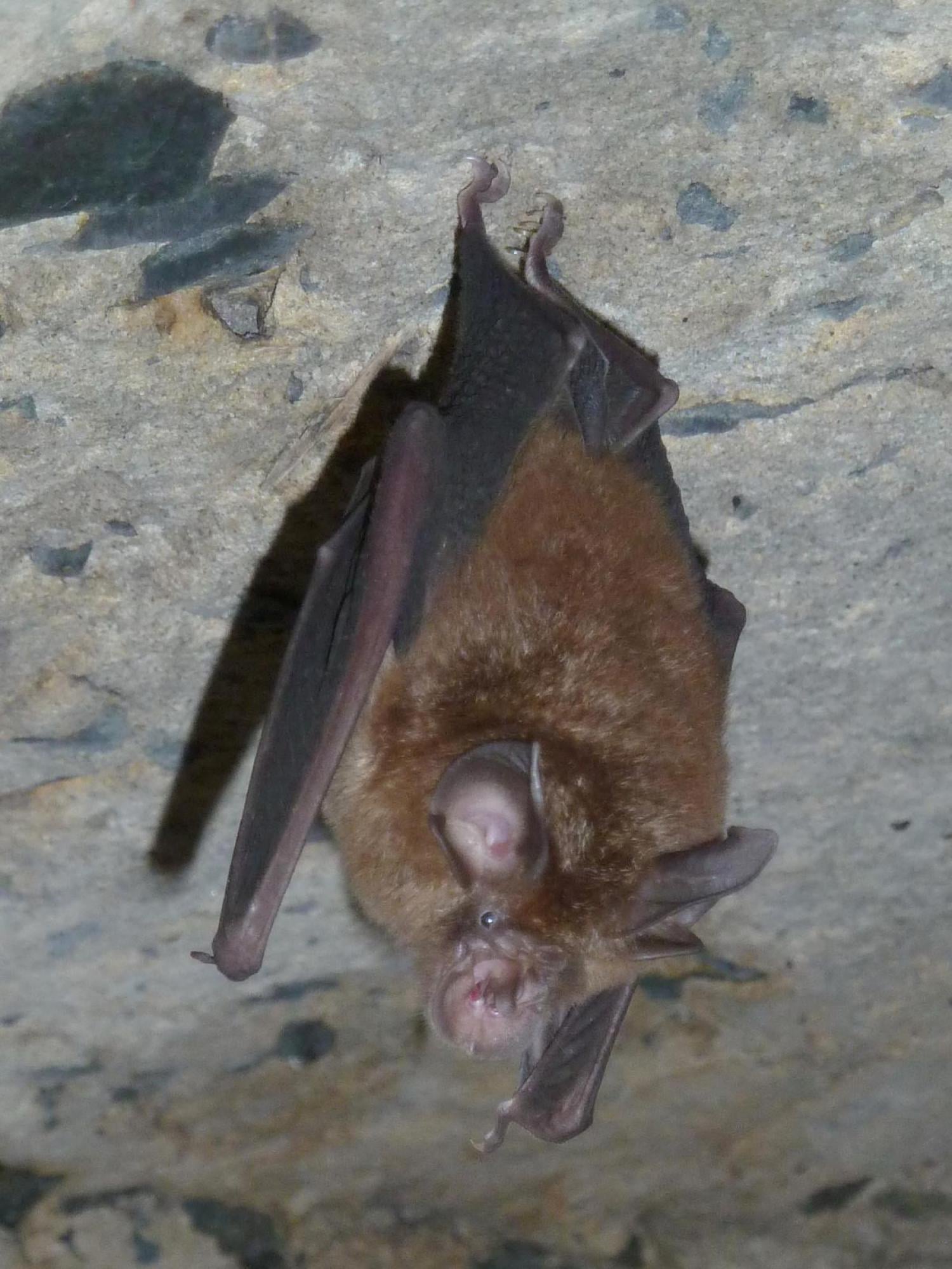 new coronavirus strain bats thailand (2)