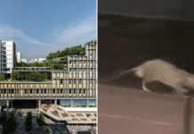 rat admiralty