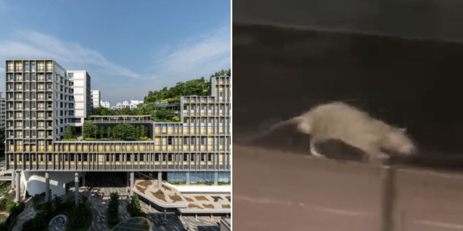 rat admiralty