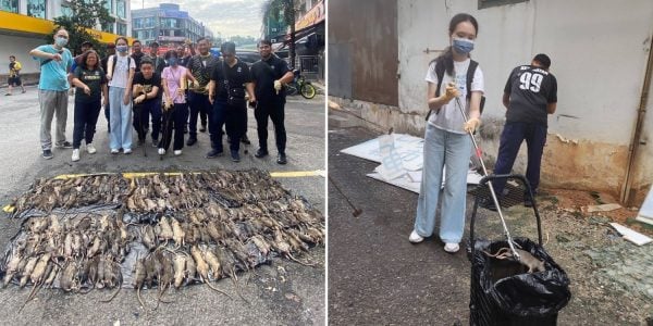 275 rats captured at commercial centre in M'sia, raising cleanliness concerns