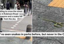 snake from sky