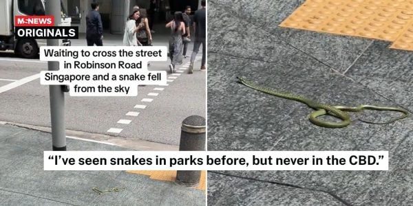 snake from sky