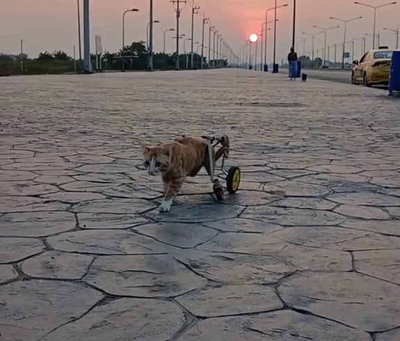 taxi rescued disabled cat legs