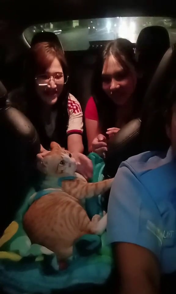 taxi rescued disabled cat passengers
