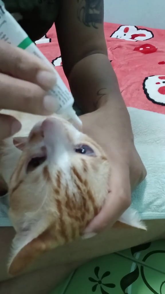 taxi rescued disabled cat eyedrop