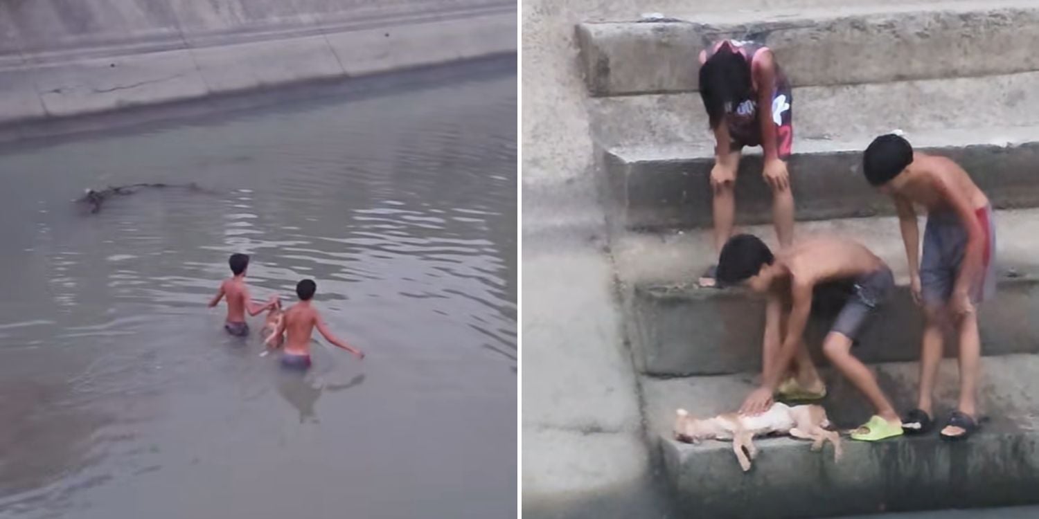 teens rescuing dog canal (1)