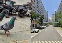 yishun feeding pigeons