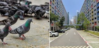 yishun feeding pigeons