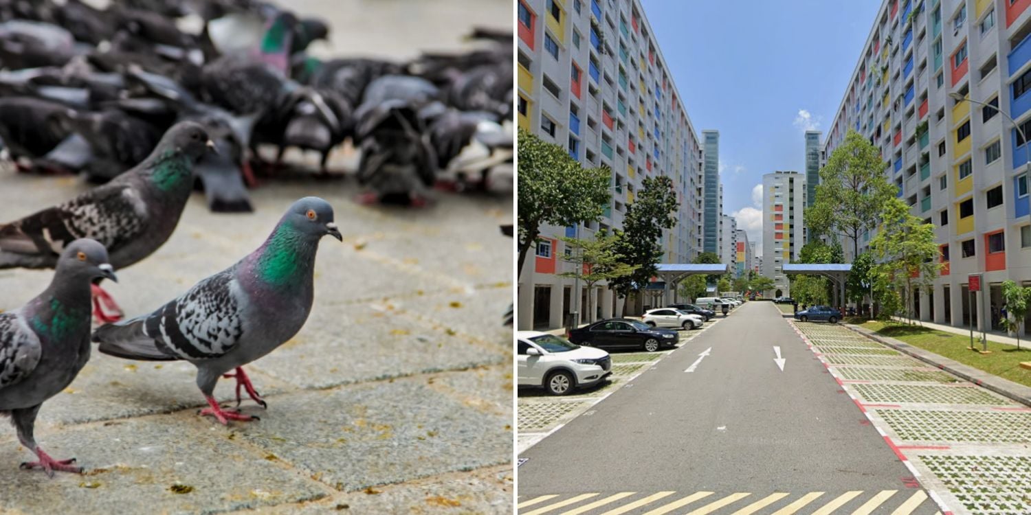 yishun feeding pigeons