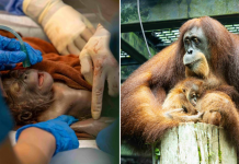 orangutan birth singapore zoo