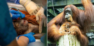 orangutan birth singapore zoo