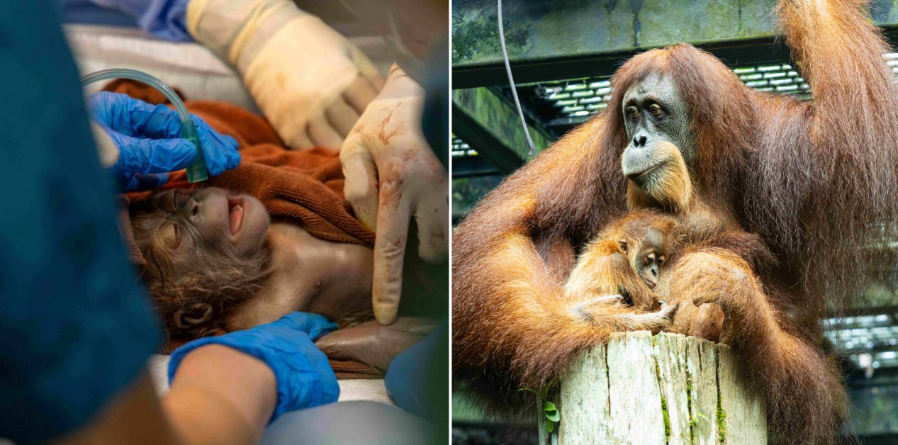 orangutan birth singapore zoo