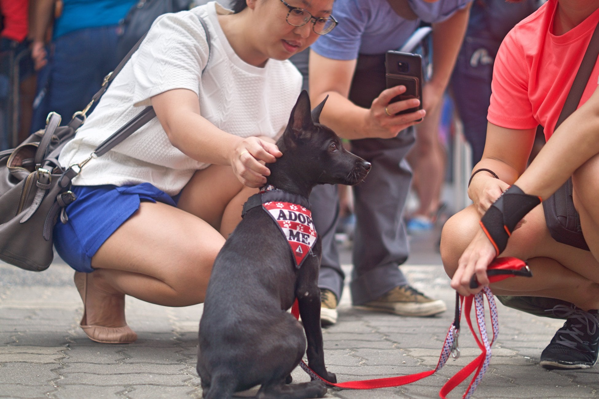 Supergirl-themed dog adoption drive (2)