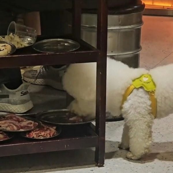 dog meat restaurant