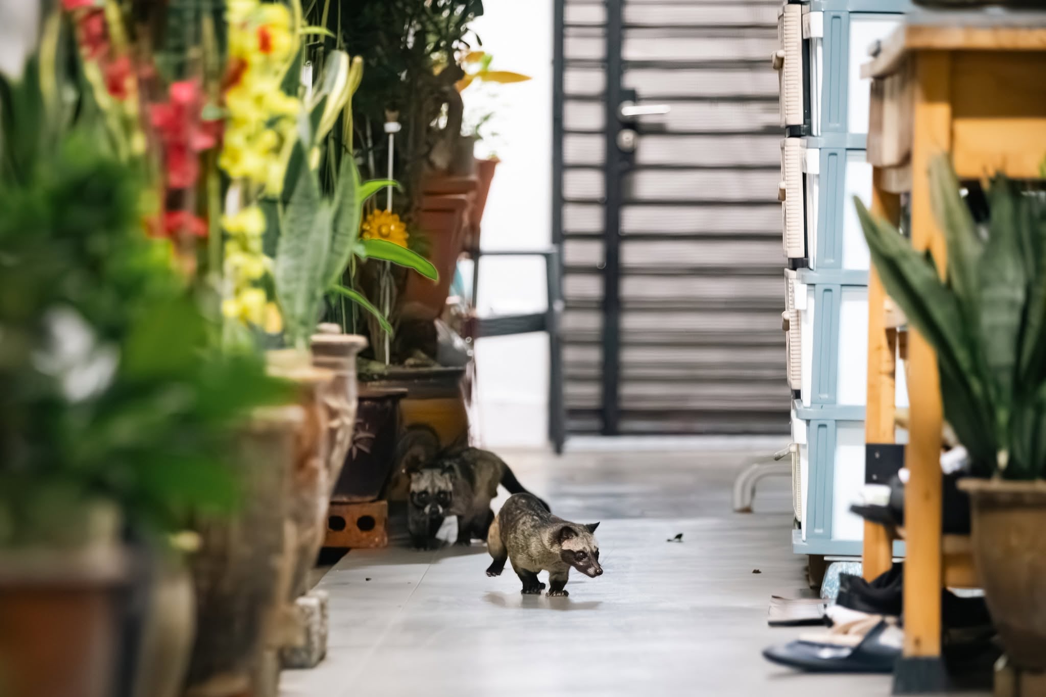 civets hdb corridor