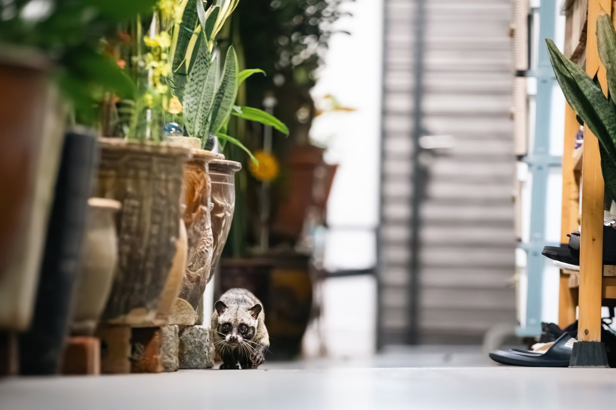 civets hdb corridor