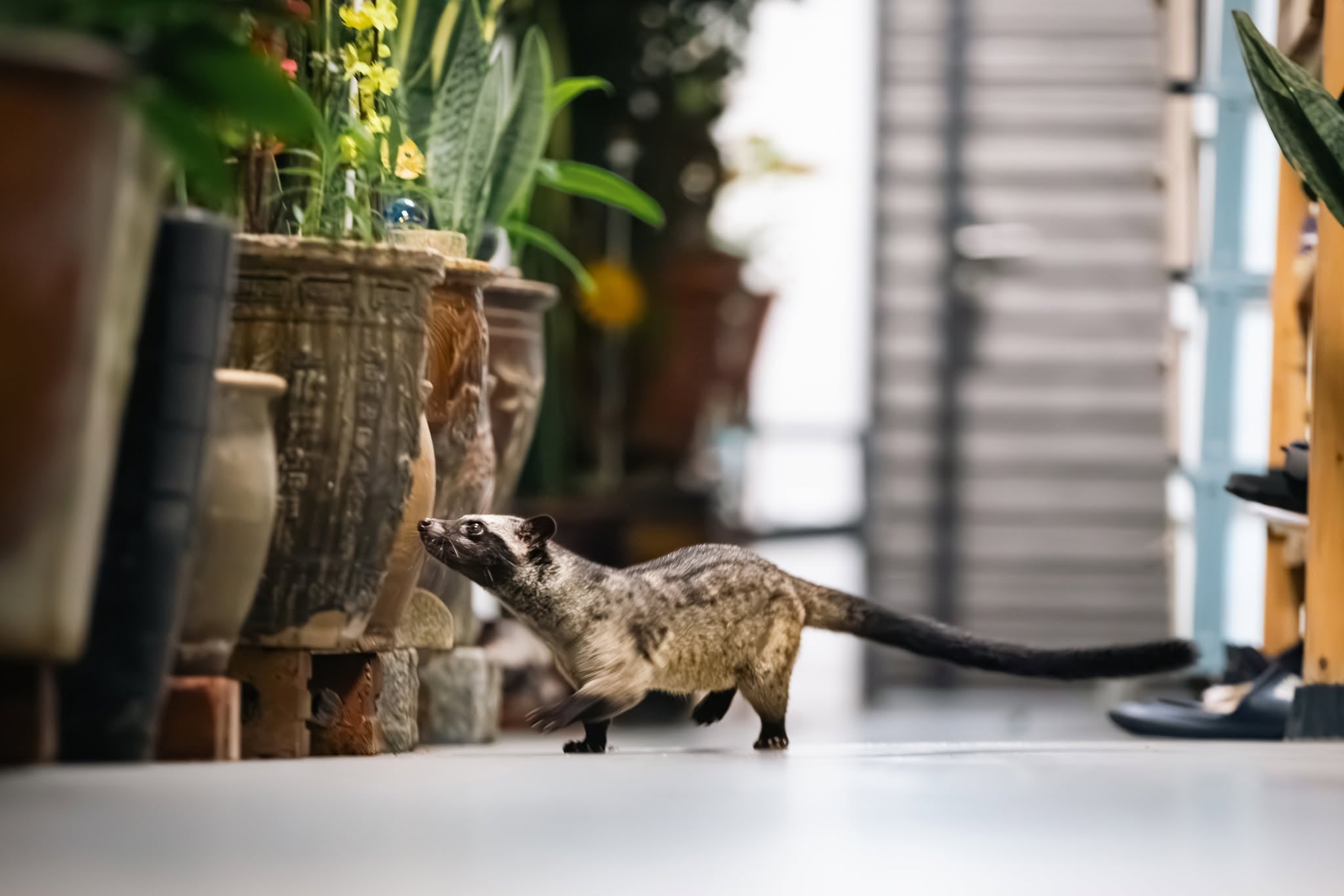 civets hdb corridor