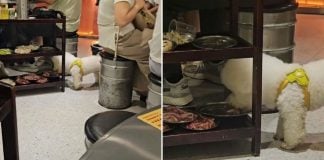 dog meat restaurant