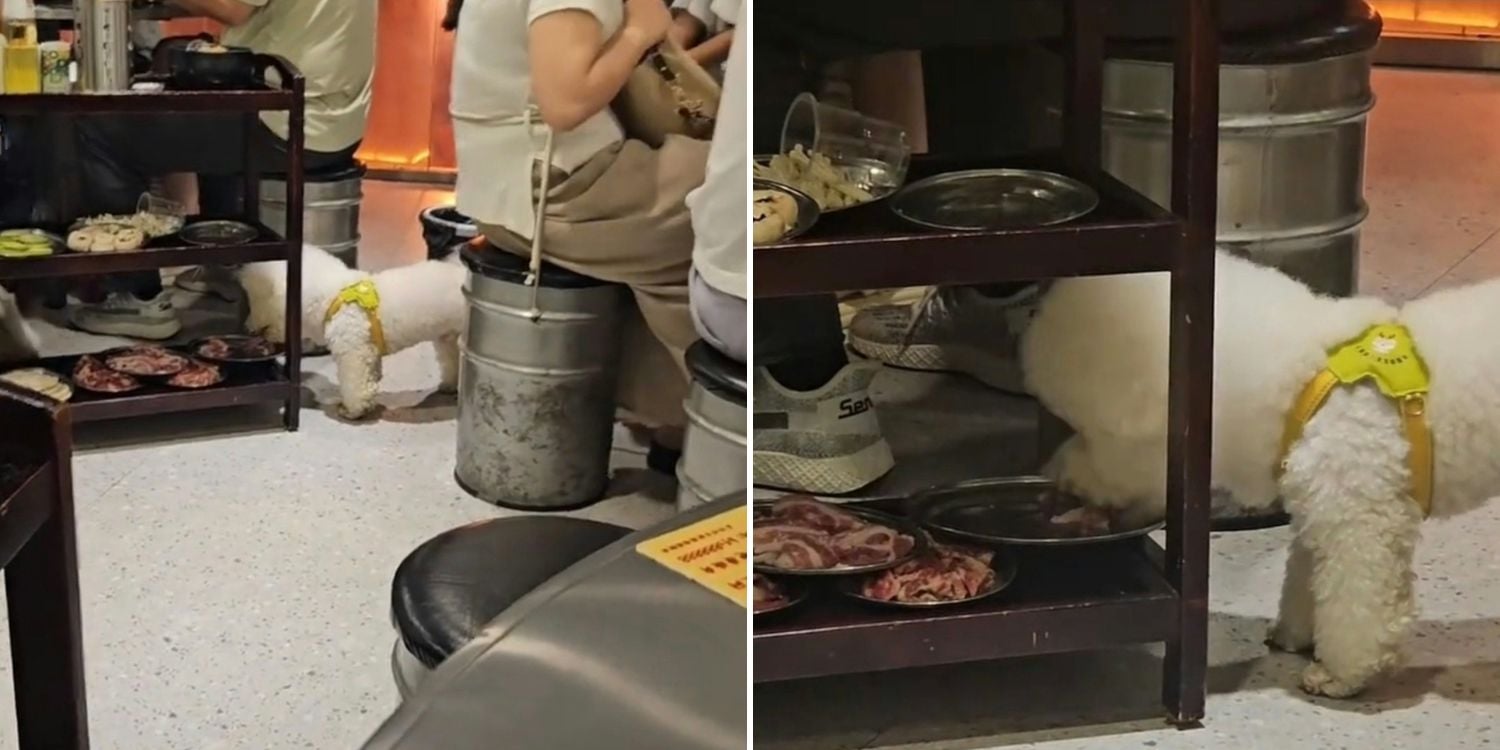 dog meat restaurant