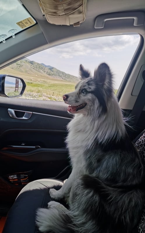 dog stolen eaten china (2)