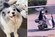 dog stolen eaten china