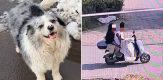 dog stolen eaten china