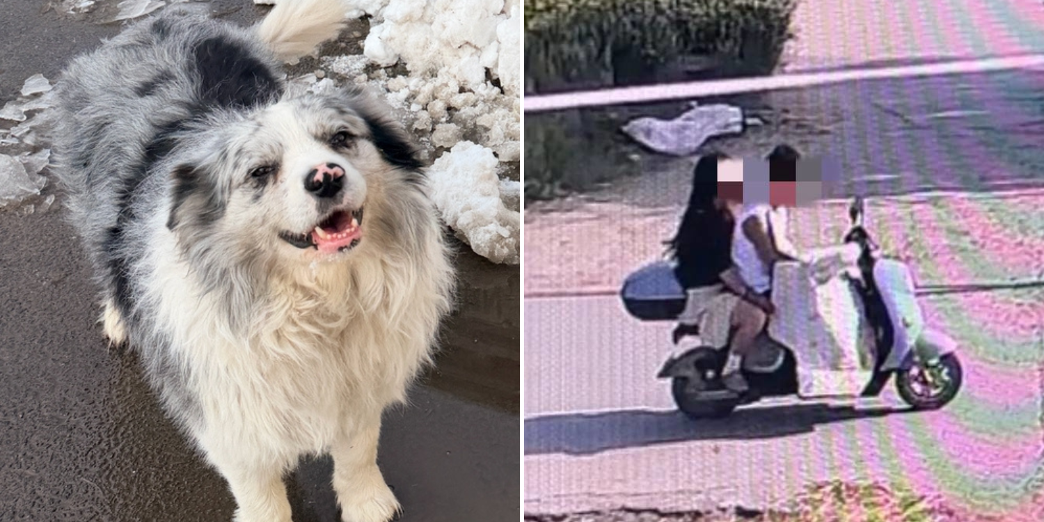 dog stolen eaten china