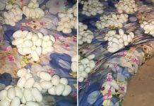 home snake eggs