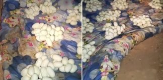 home snake eggs