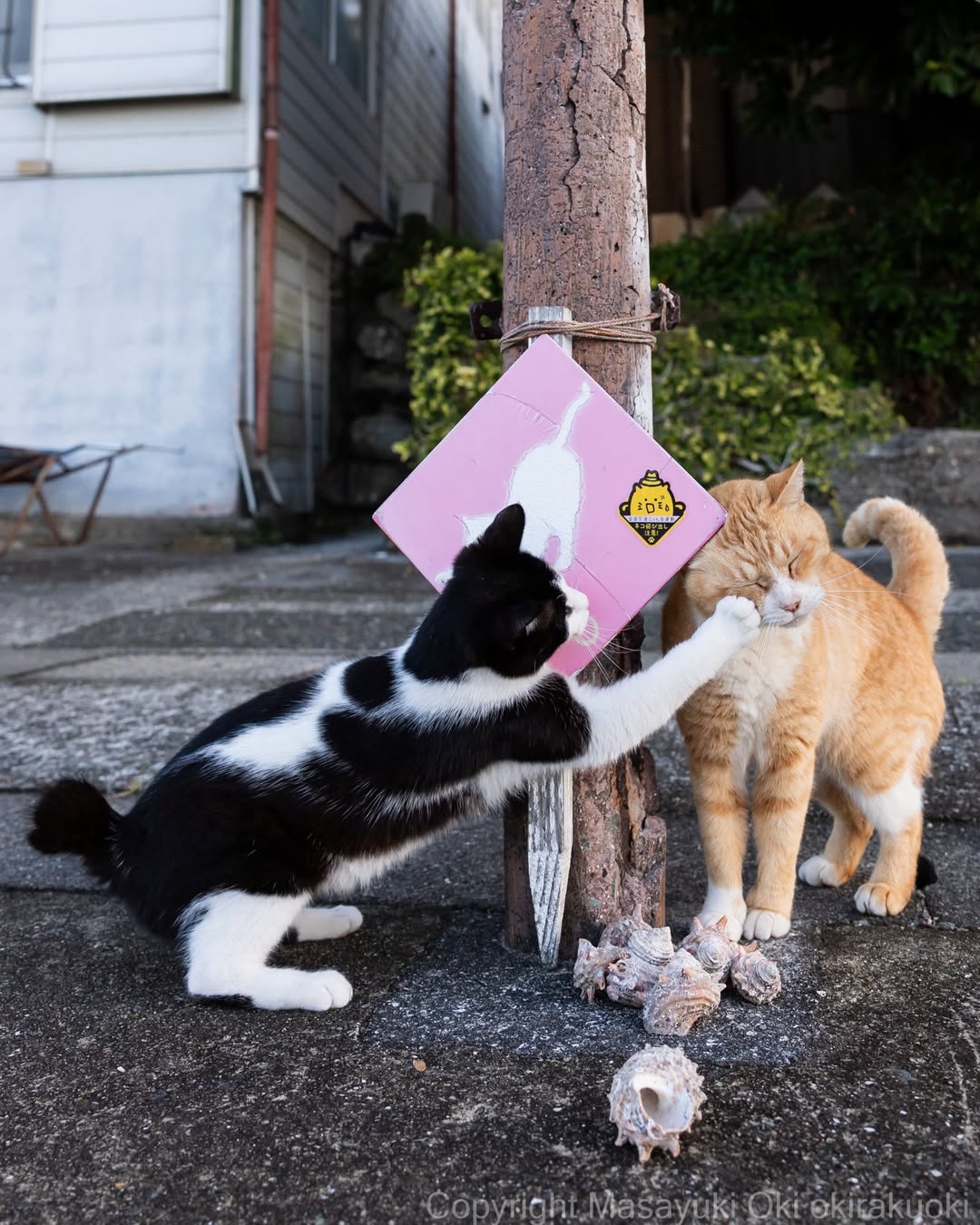 Asia Cat Expo 2026