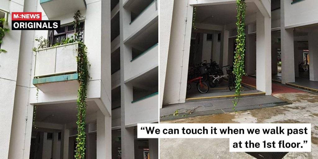 overgrown plant hdb (1)