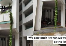 overgrown plant hdb (1)
