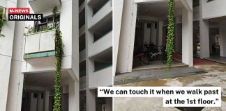 overgrown plant hdb (1)