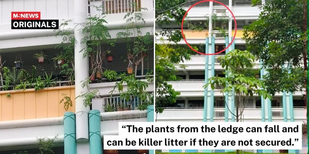 plants ledge woodlands hdb (1)