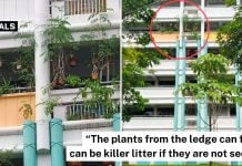 plants ledge woodlands hdb (1)