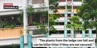 plants ledge woodlands hdb (1)