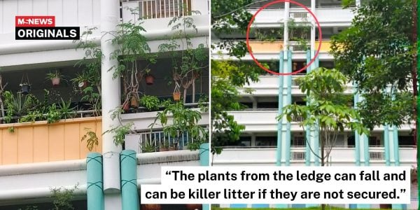plants ledge woodlands hdb (1)