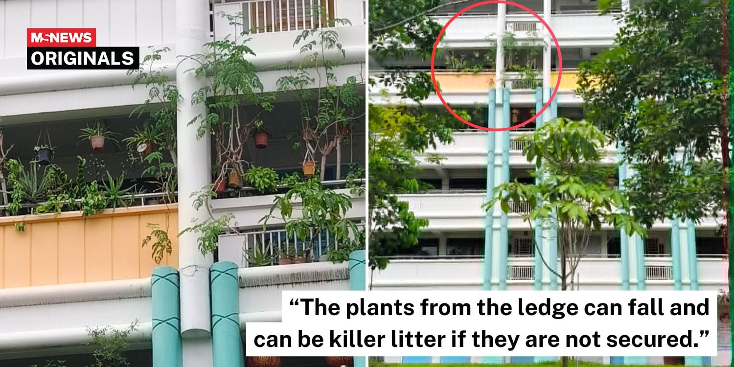plants ledge woodlands hdb (1)