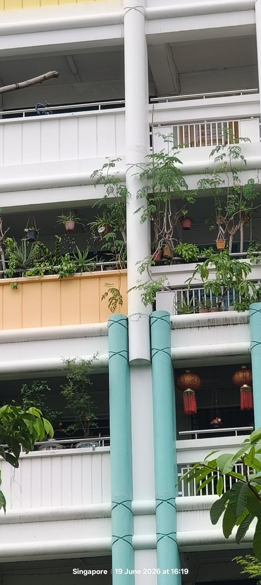 plants ledge woodlands hdb (2)