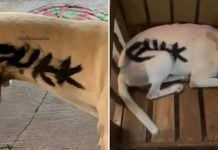 spray-painted dog