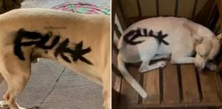 spray-painted dog