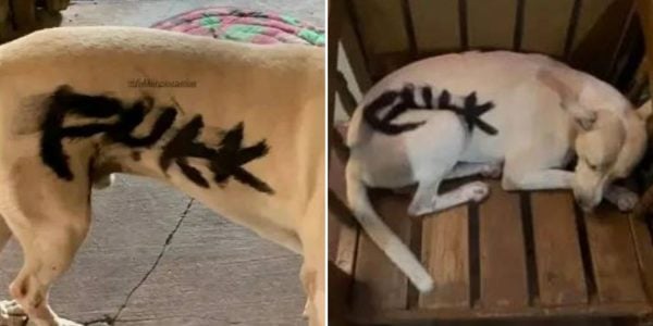 spray-painted dog