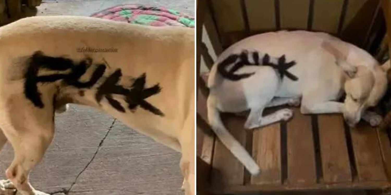 spray-painted dog
