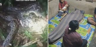 woman swallowed python indonesia