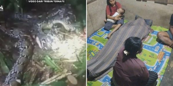 Woman dies after being swallowed by 7.8-metre python in Indonesia